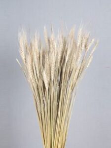 Gr02 Wheat Grass Natural