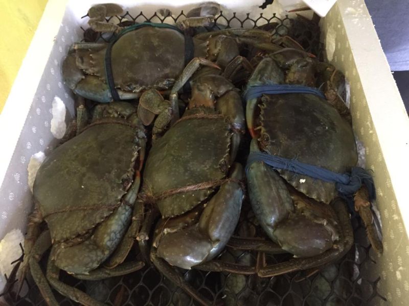 Live crab 1701328485 7188475