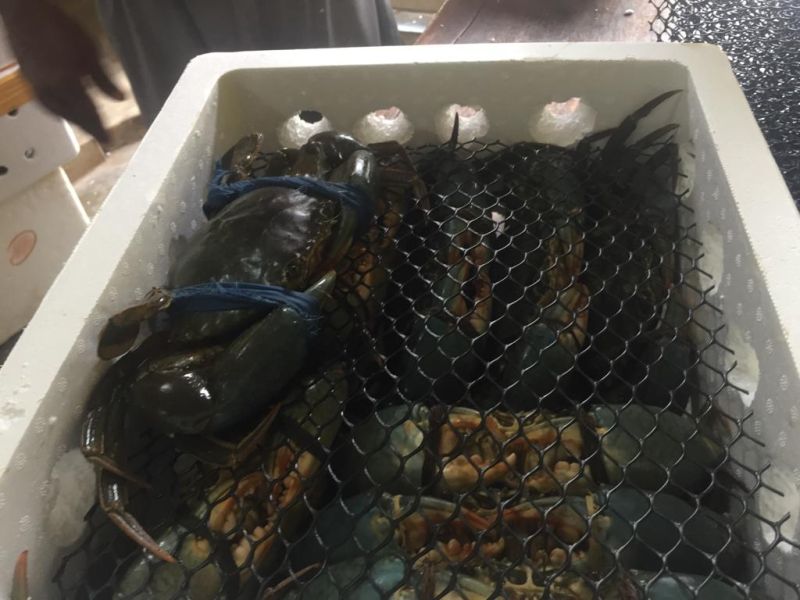 Live crab 1701328485 7188475