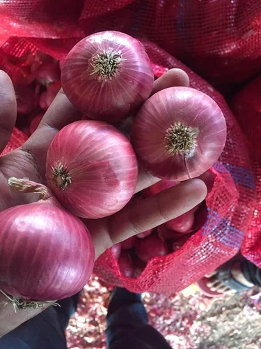 Product jpeg 500x500 (1)