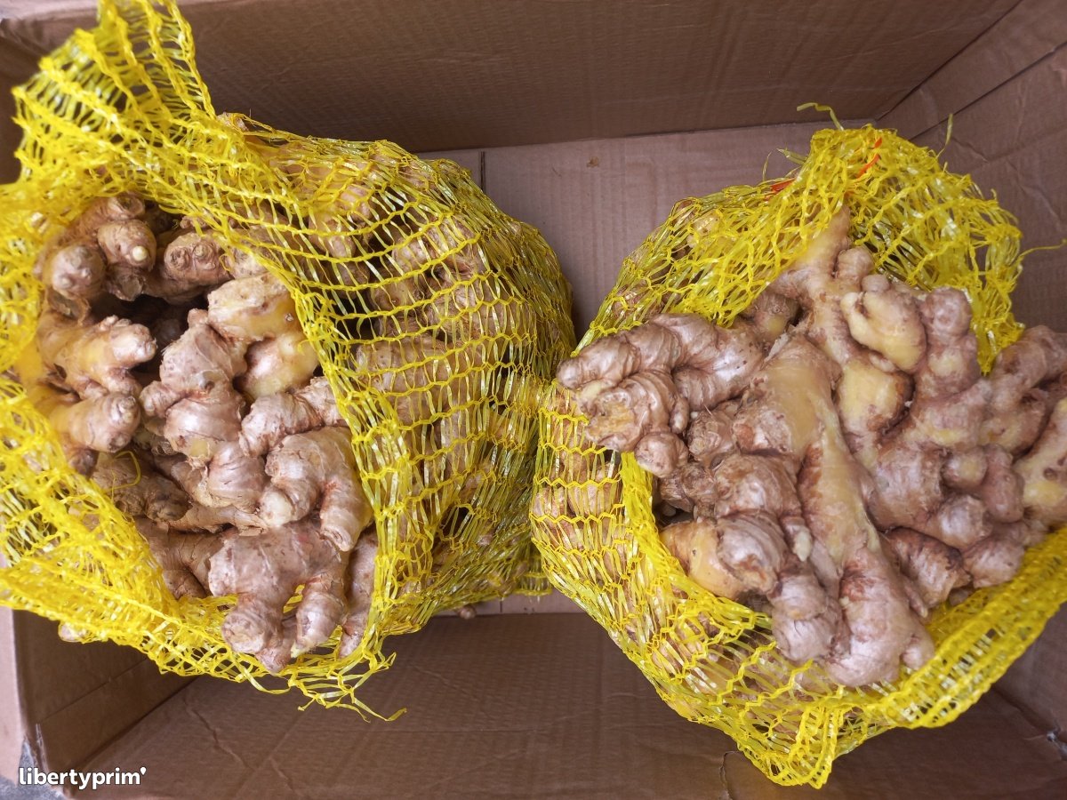 Vend gingembre frais 6184 1 large