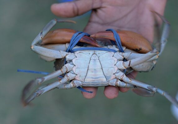 Crab